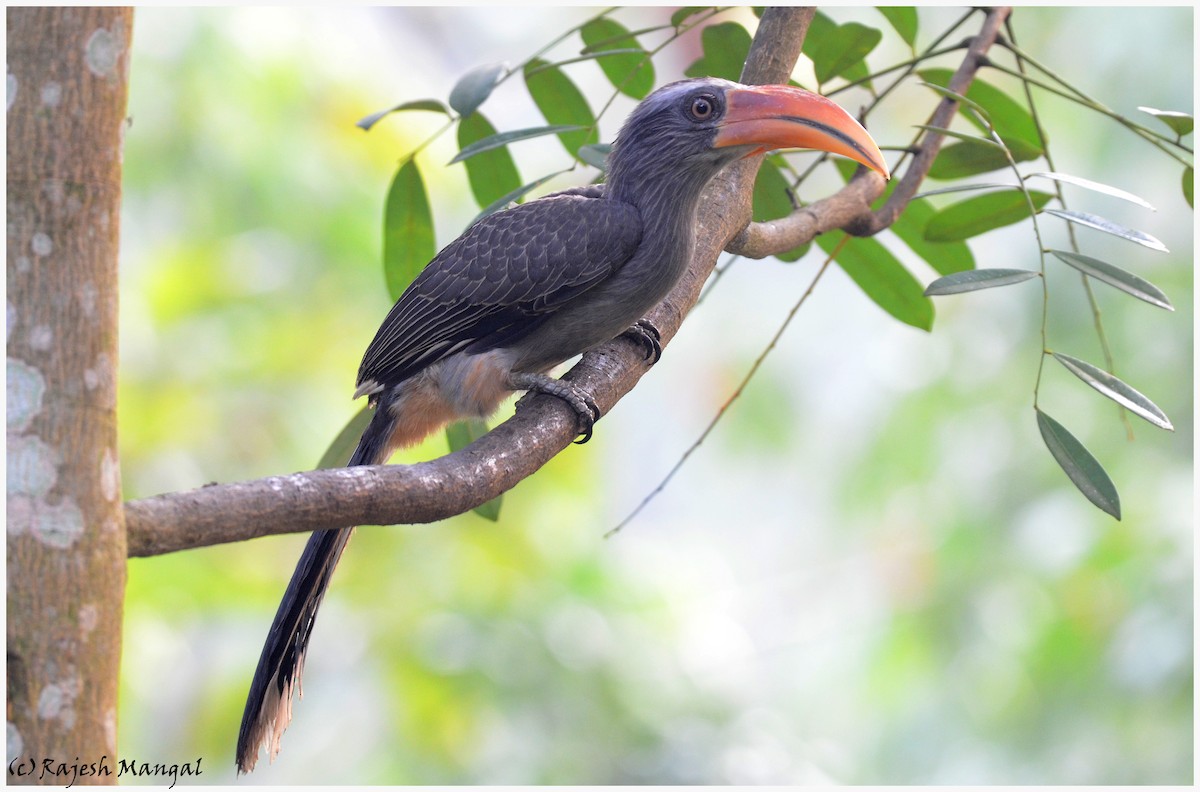 Malabar Gray Hornbill - Rajesh Mangal