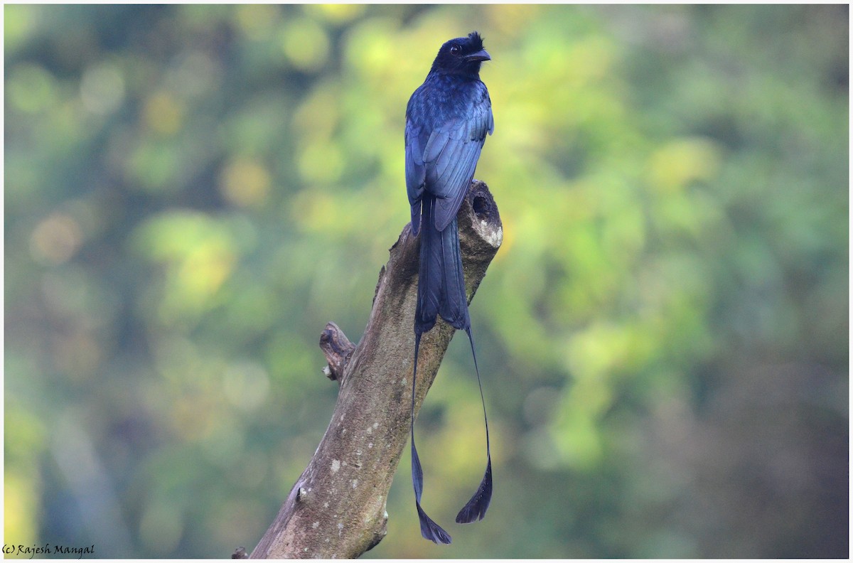 Greater Racket-tailed Drongo - ML77067141