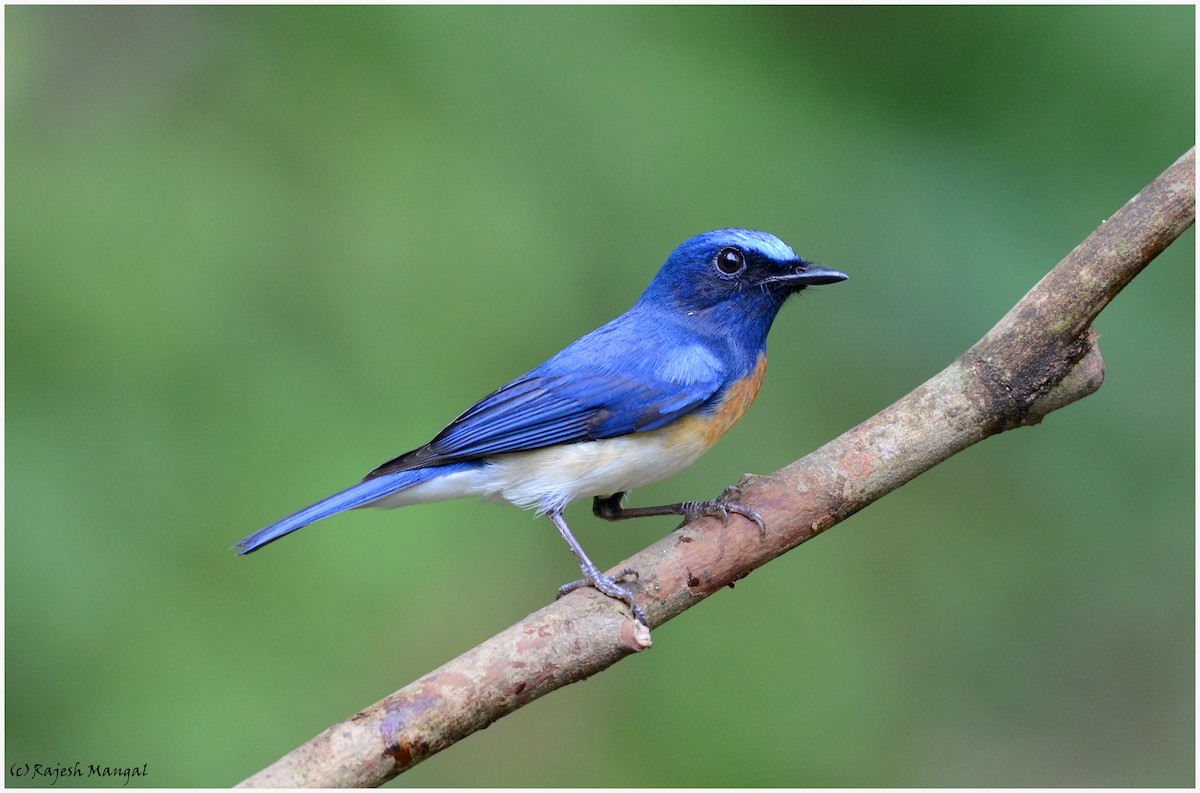 Blue-throated Flycatcher - Rajesh Mangal