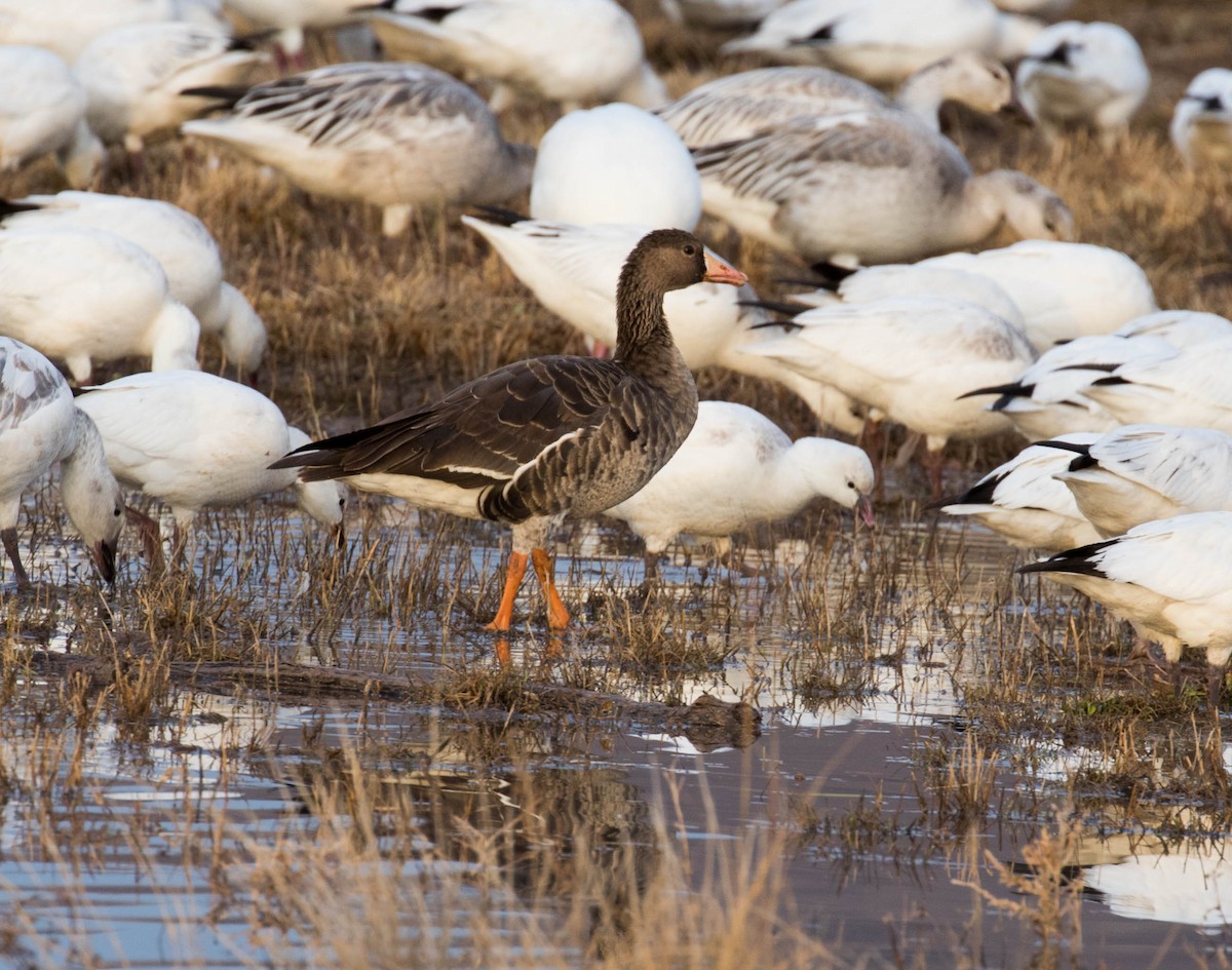 Greater White-fronted Goose - Marty Herde