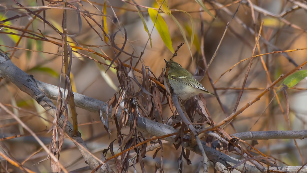 Yellow-browed Warbler - ML77067921