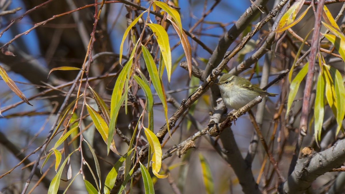 Yellow-browed Warbler - Ferit Başbuğ