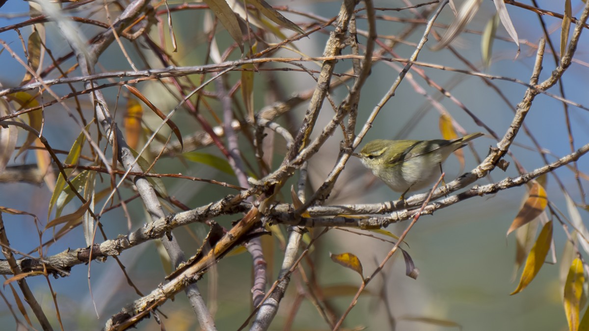 Yellow-browed Warbler - ML77067951