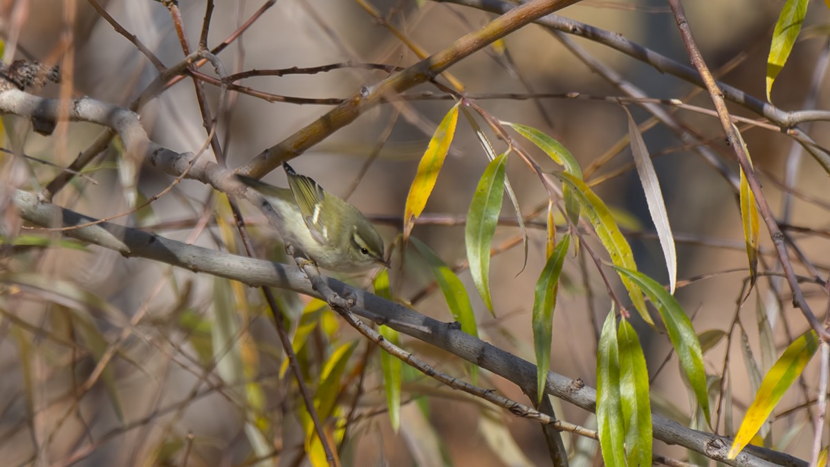 Yellow-browed Warbler - ML77067961