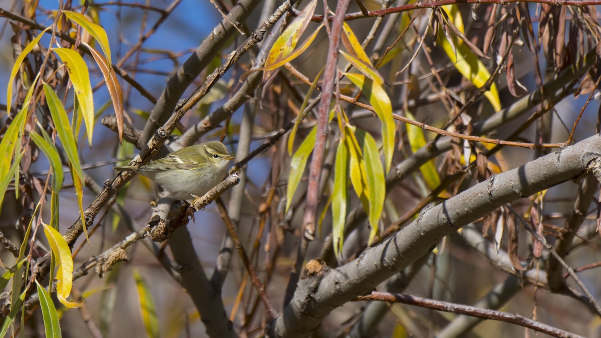 Yellow-browed Warbler - ML77067971