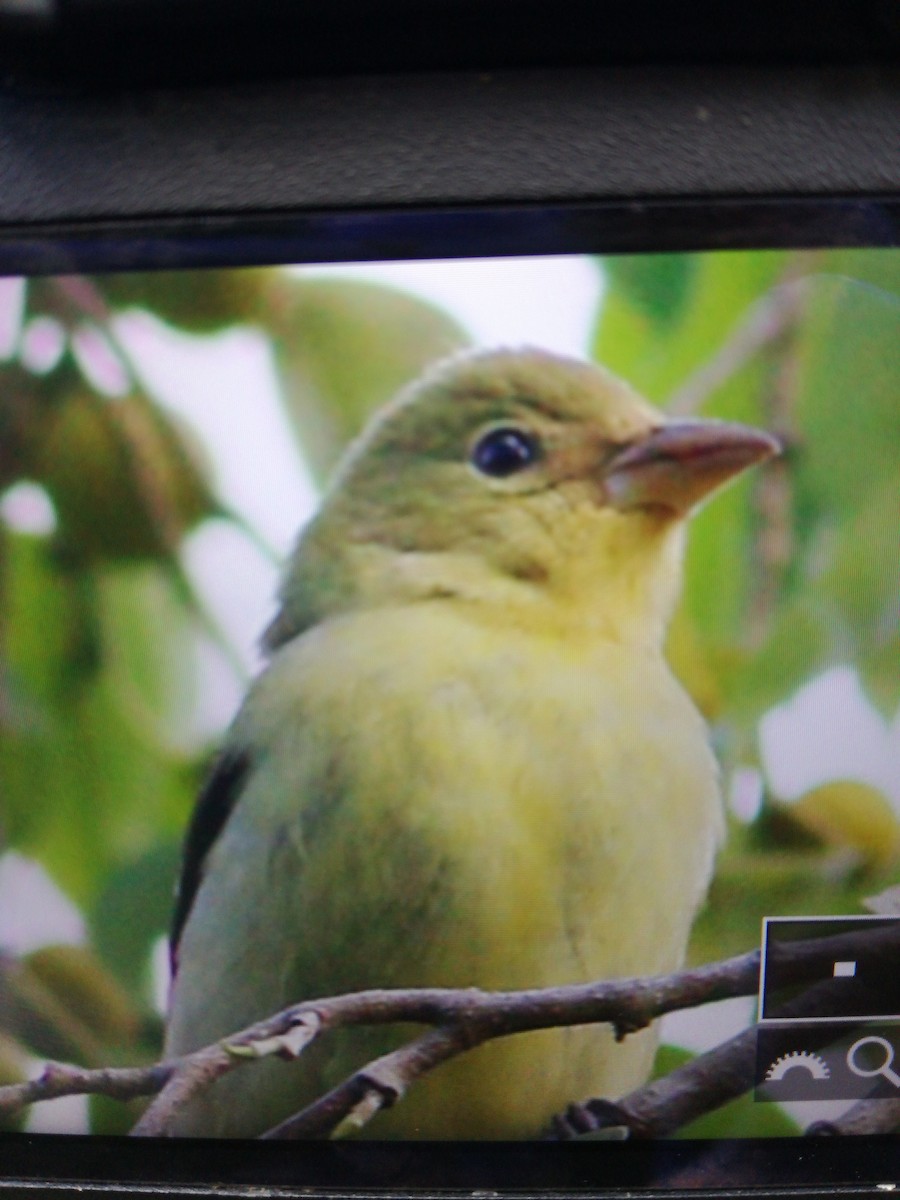 Scarlet Tanager - ML77068181