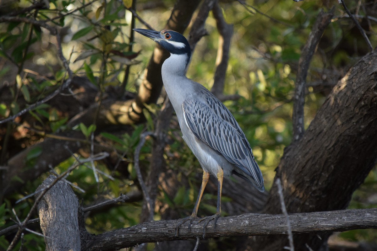 Yellow-crowned Night Heron - Carlos V. Sucre