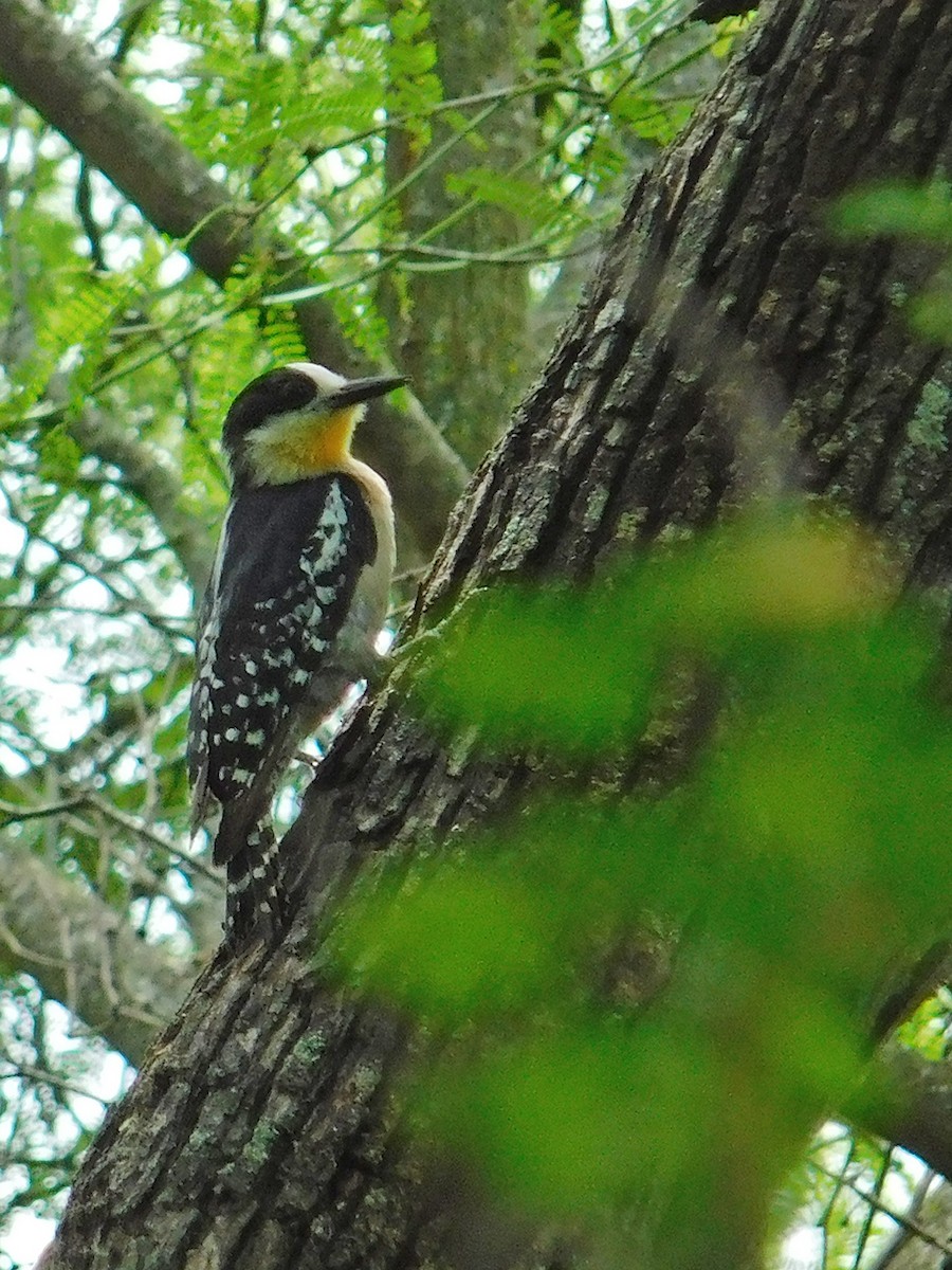 White-fronted Woodpecker - ML77071281