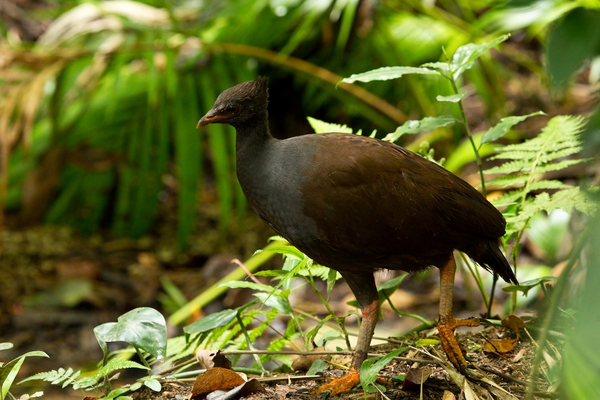 Orange-footed Megapode - Brian Healy
