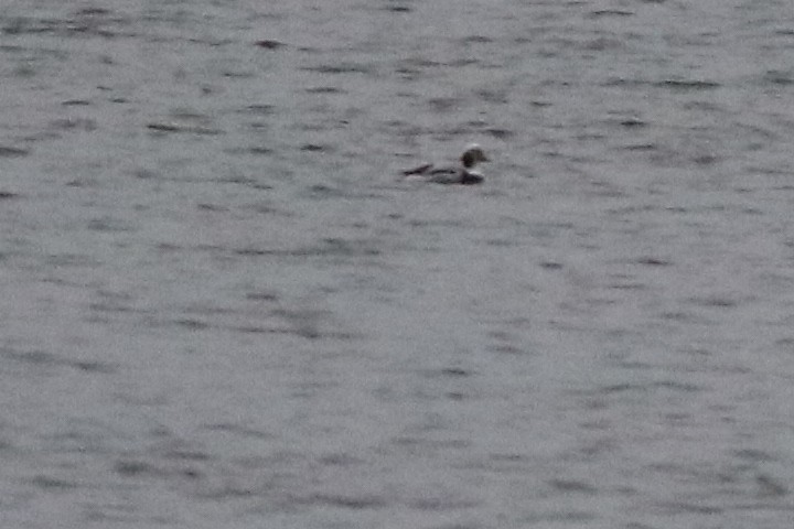 Long-tailed Duck - ML77072101