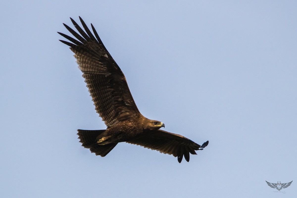 Indian Spotted Eagle - Mohith Shenoy