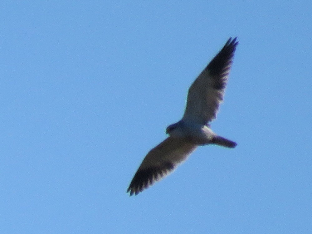Black-winged Kite - ML77074301