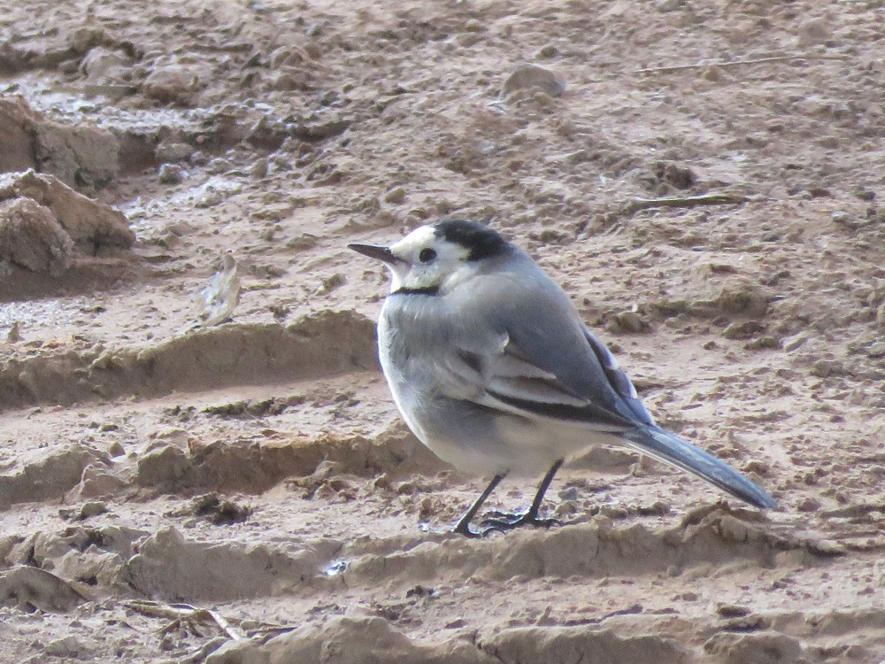 White Wagtail (White-faced) - ML77074521