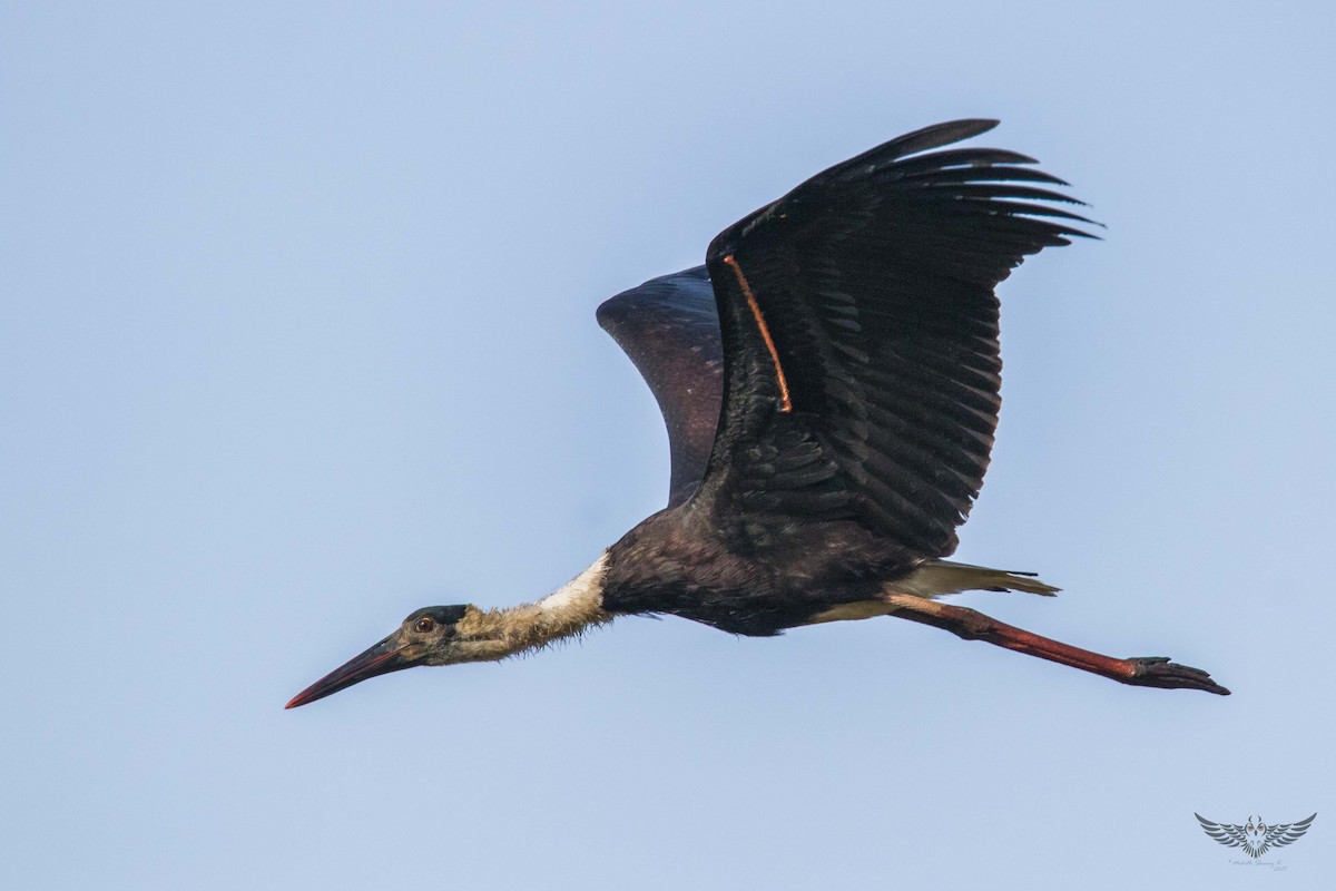 Asian Woolly-necked Stork - Mohith Shenoy