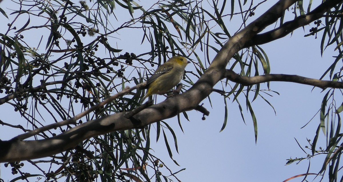 Forty-spotted Pardalote - Randall Siebert