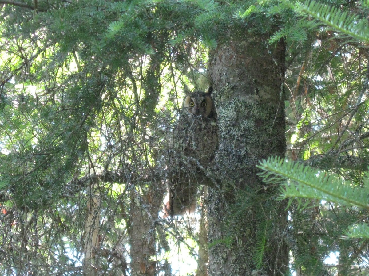 Long-eared Owl - Club ornithologique des Hautes-Laurentides