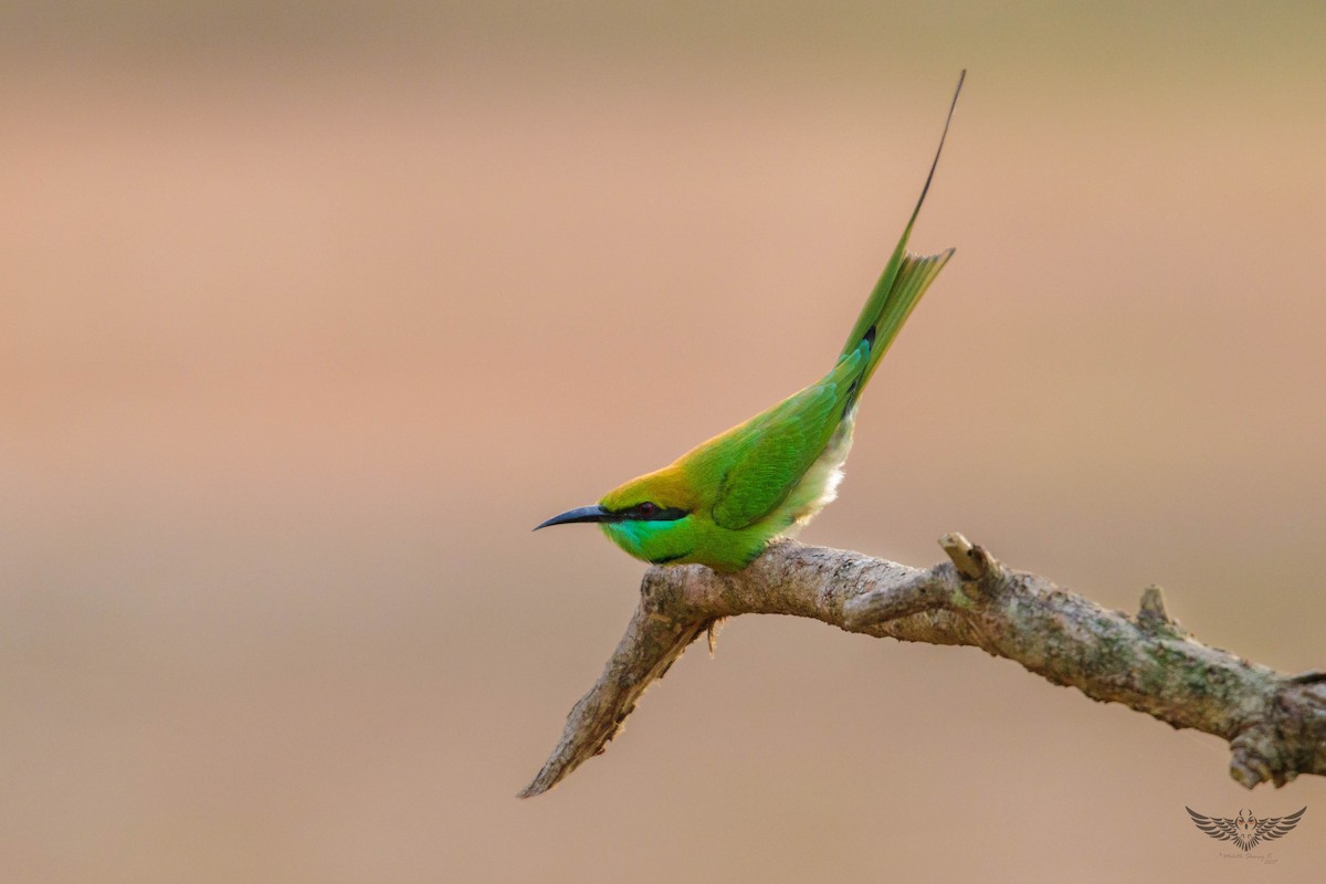 Asian Green Bee-eater - Mohith Shenoy