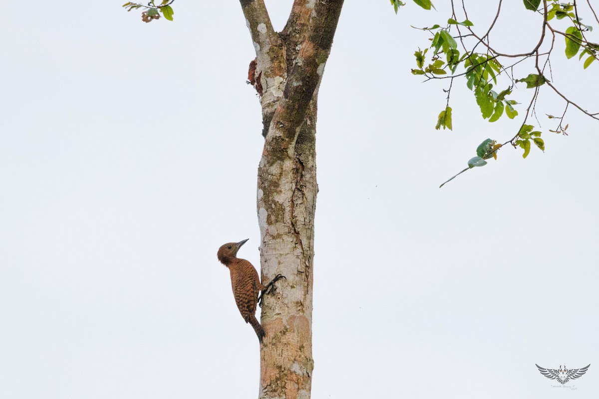 Rufous Woodpecker - Mohith Shenoy
