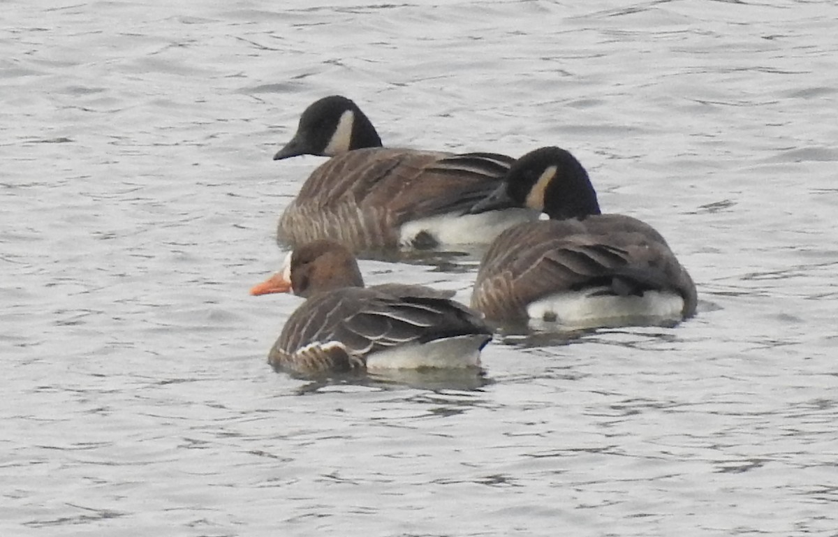 Greater White-fronted Goose - Jean W. Côté