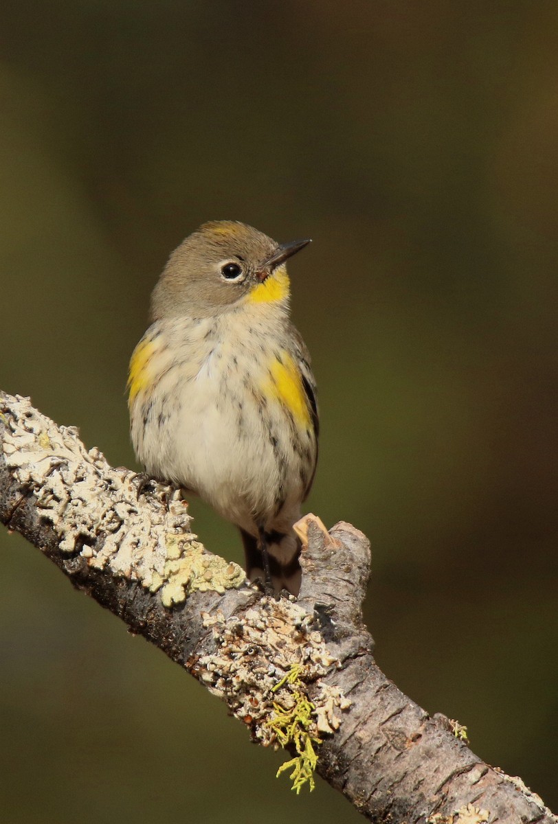 Yellow-rumped Warbler - Tony Battiste