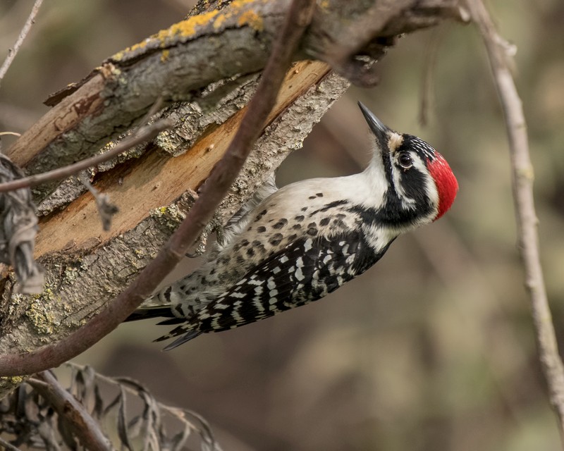Nuttall's Woodpecker - ML77080991