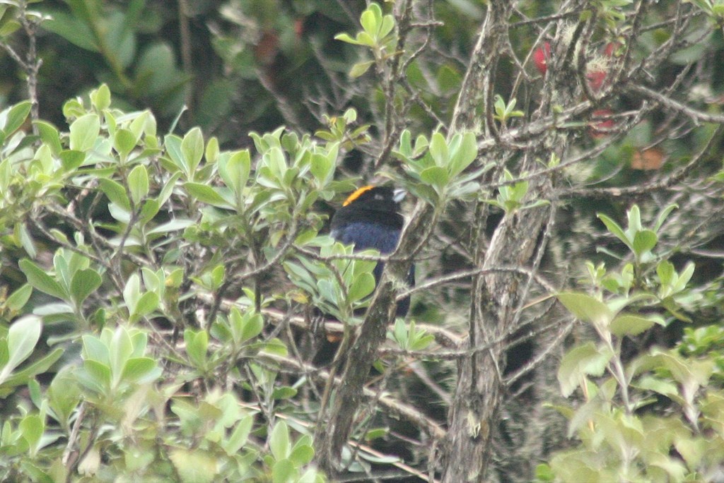 Golden-crowned Tanager - ML77081661