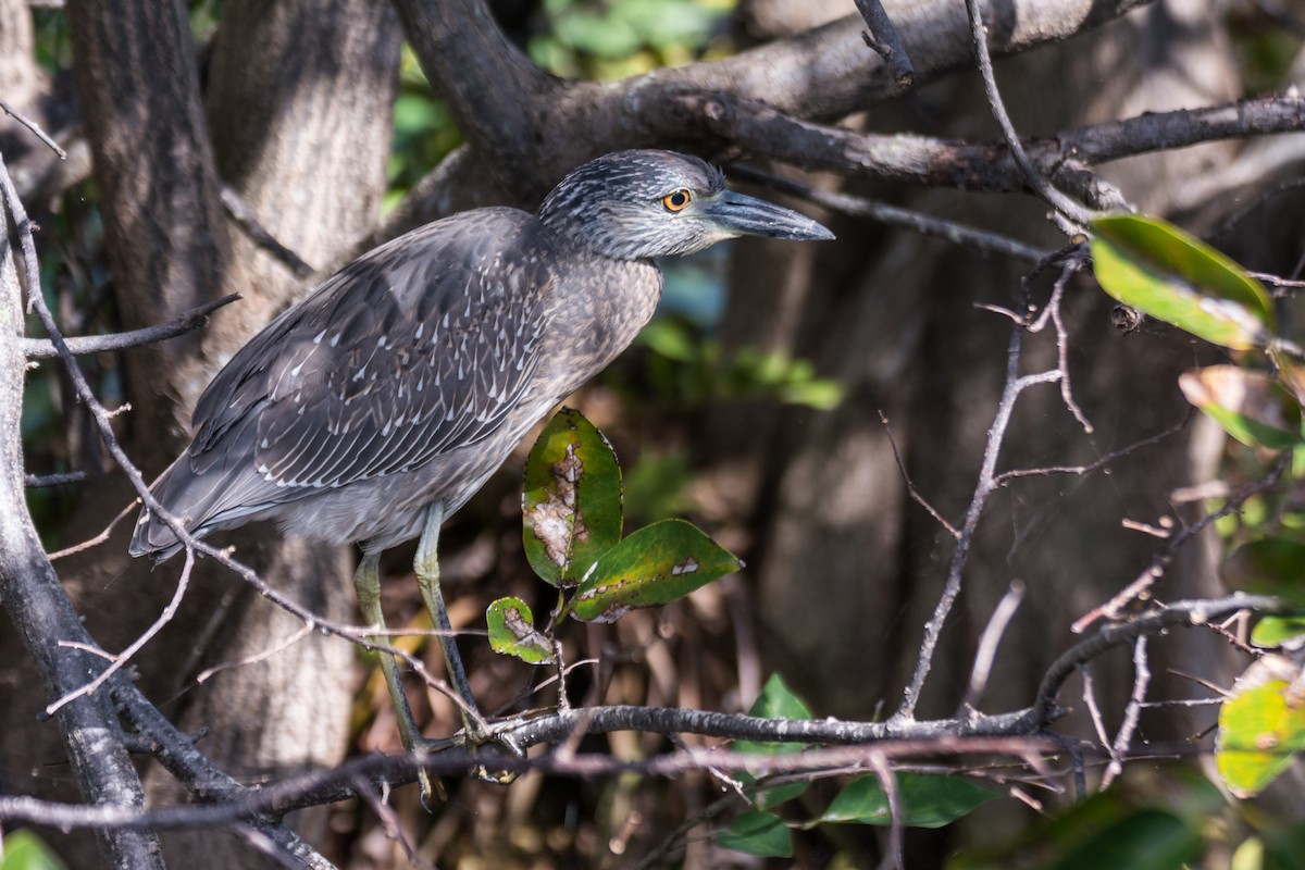 Yellow-crowned Night Heron - Camille Merrell