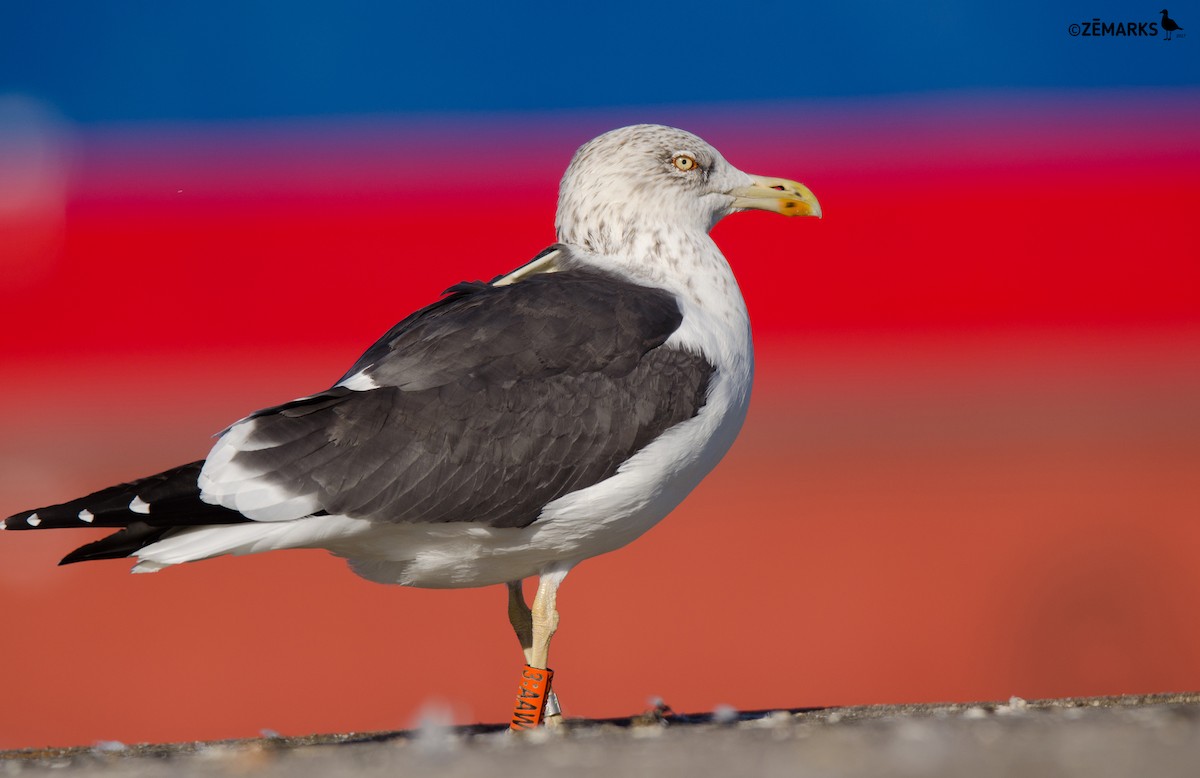 Lesser Black-backed Gull - José Marques