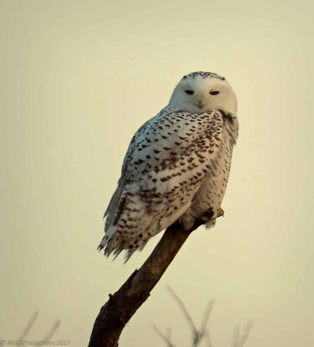 Snowy Owl - Marianne Ofenloch