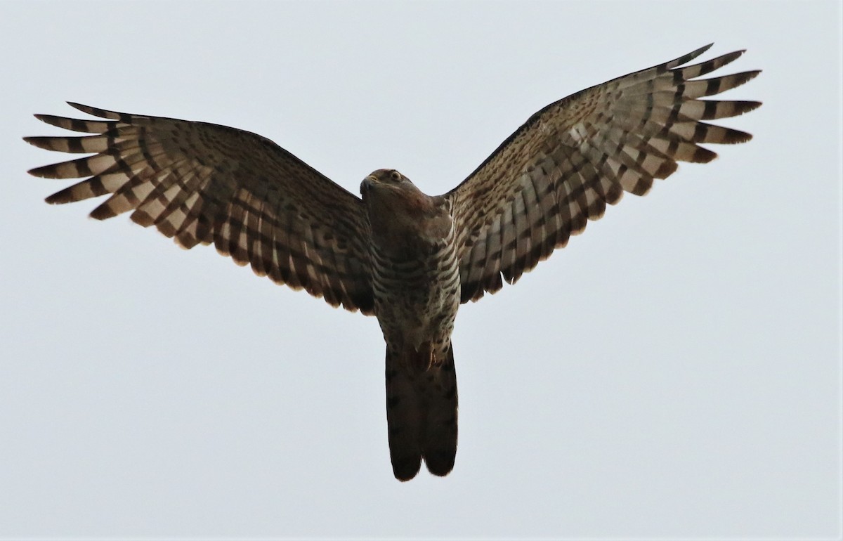 African Cuckoo-Hawk - Alexandre Hespanhol Leitão