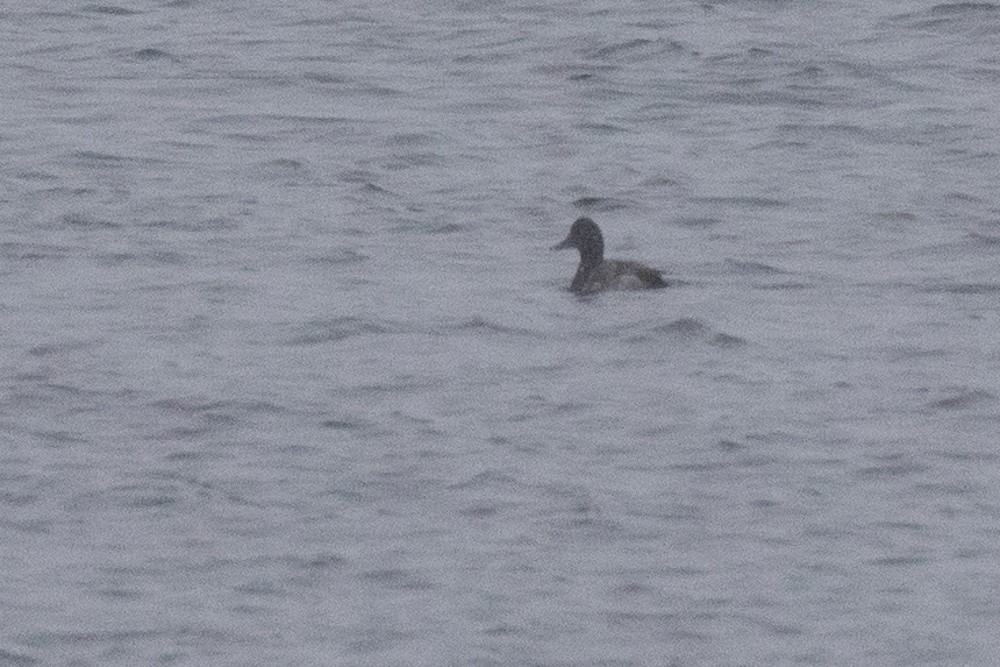 Greater Scaup - ML77091691