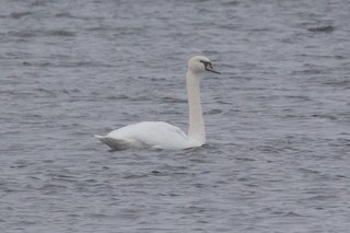 Mute Swan, ML77091941
