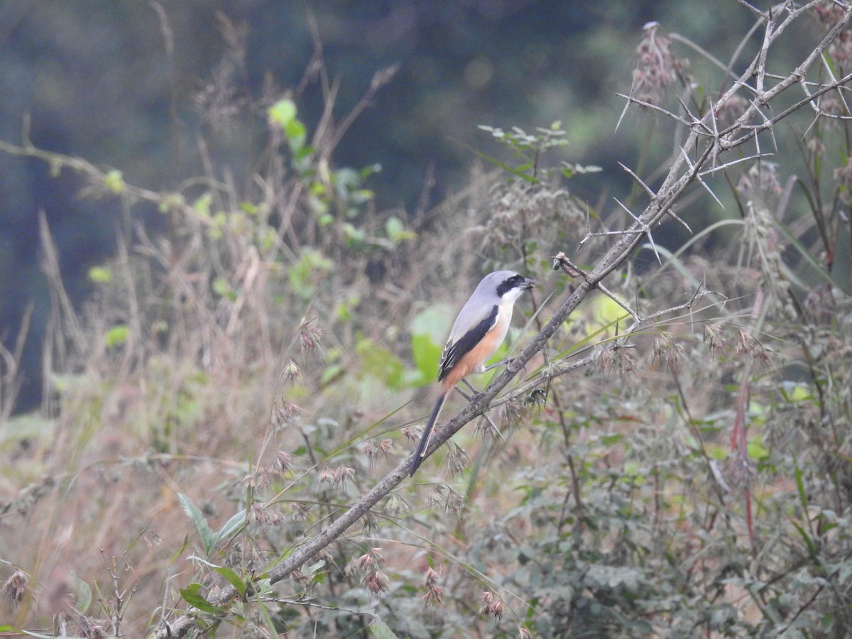 Long-tailed Shrike - Ashwin Viswanathan