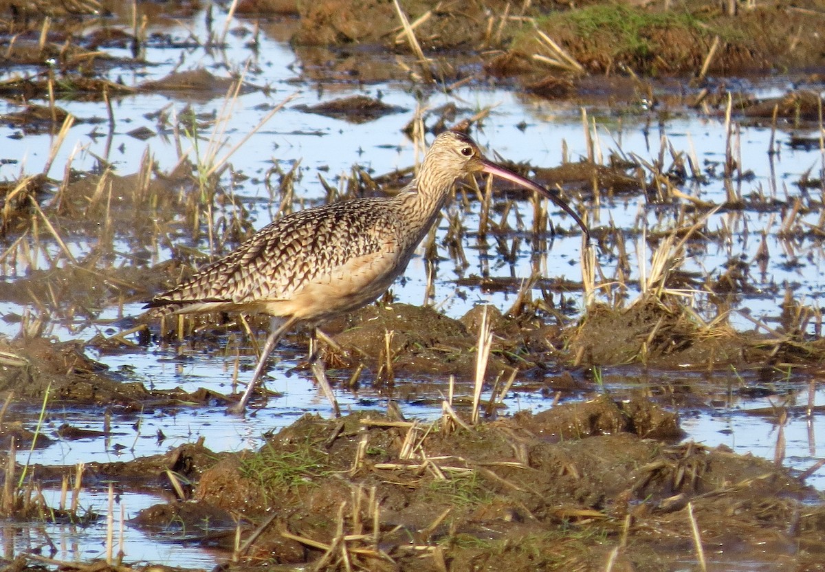 Long-billed Curlew - George Leonberger