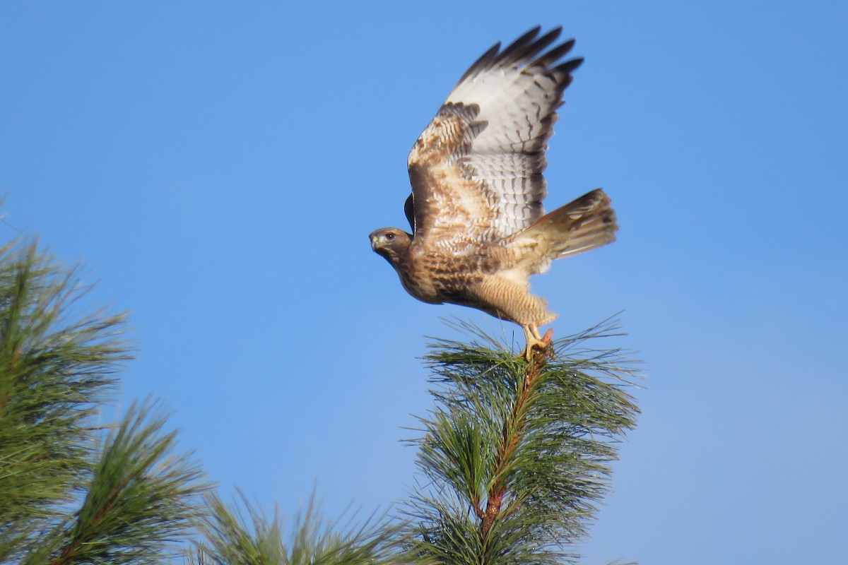 Red-tailed Hawk - Curtis Mahon