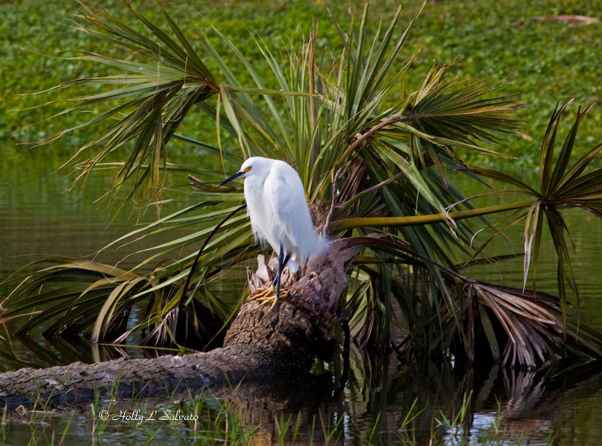 Snowy Egret - Mark and Holly Salvato
