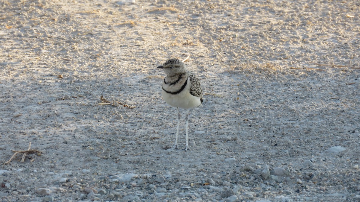 Double-banded Courser - ML77107971