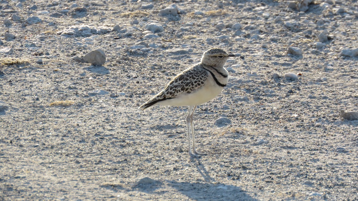 Double-banded Courser - ML77107991