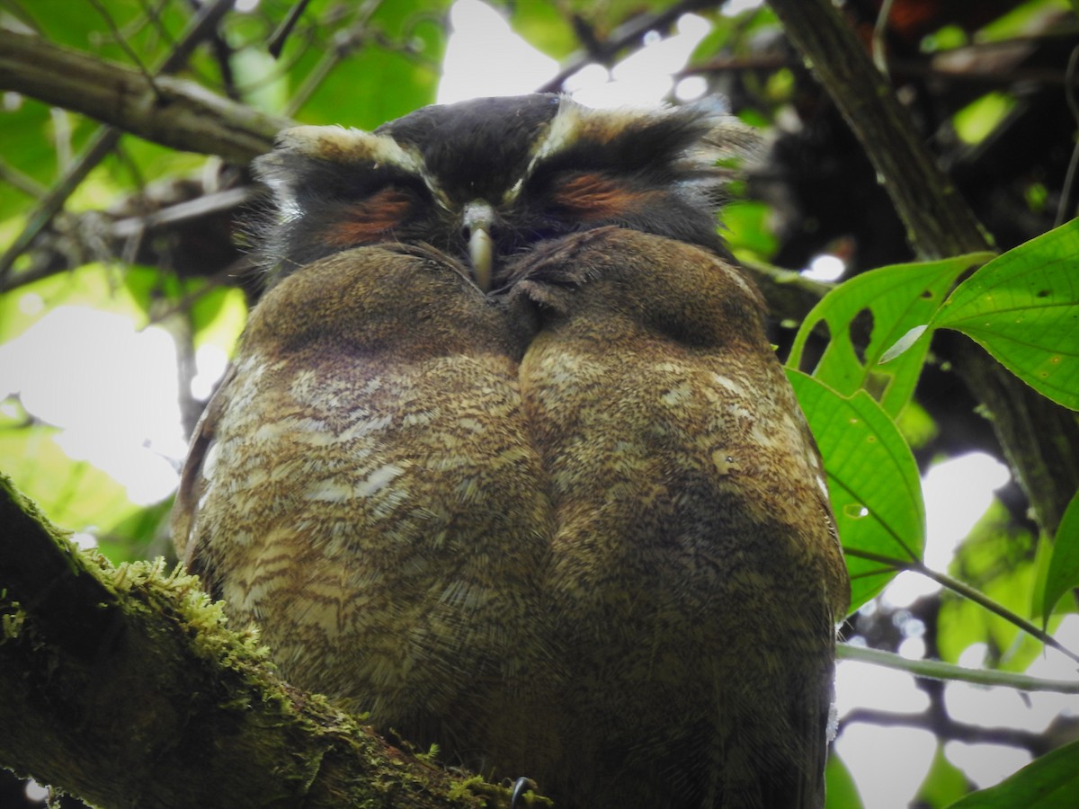 Crested Owl - ML77110301