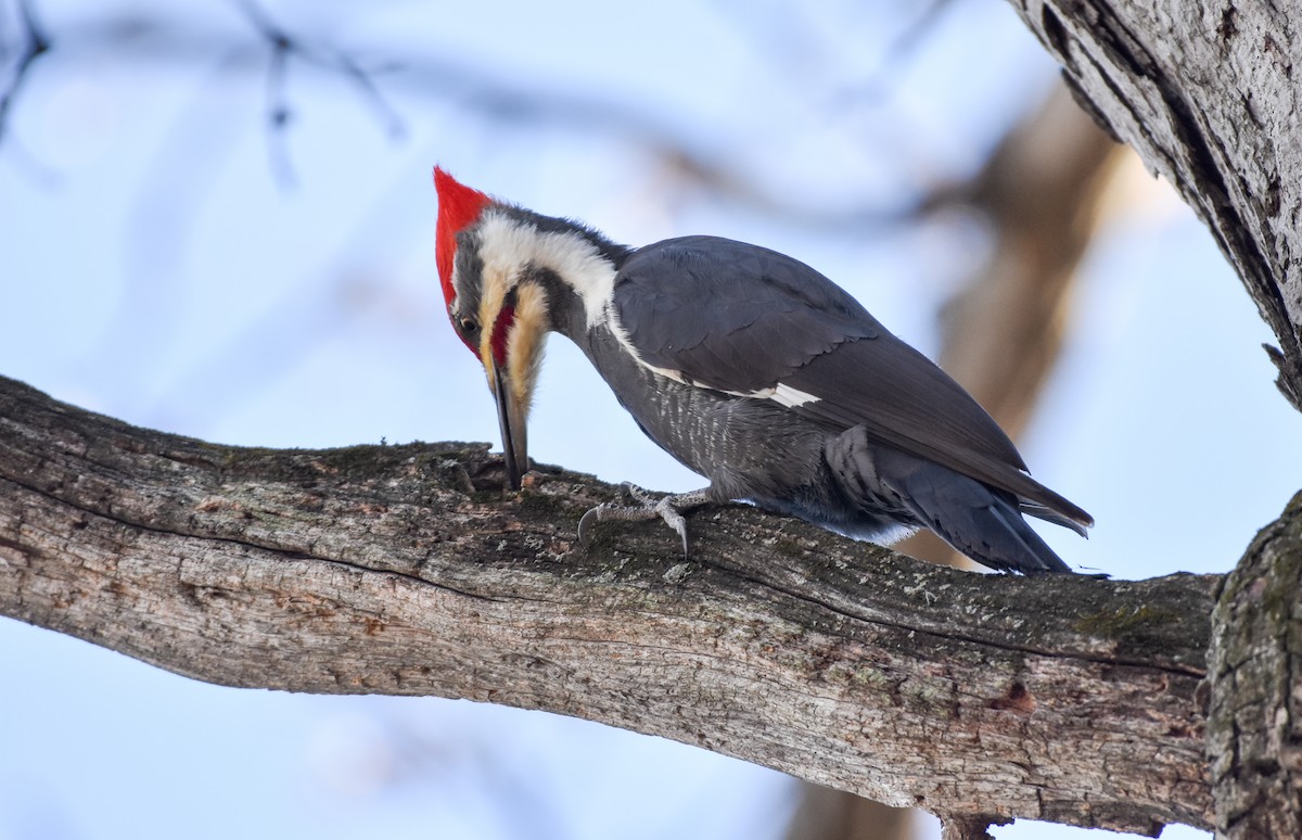 Pileated Woodpecker - ML77111601