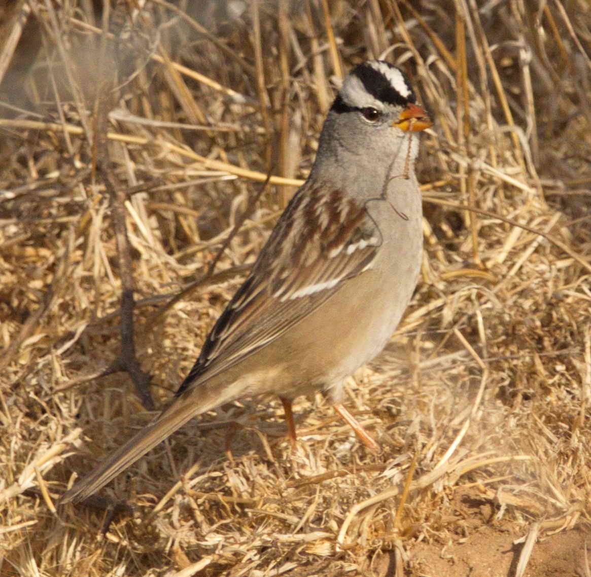White-crowned Sparrow - DAB DAB