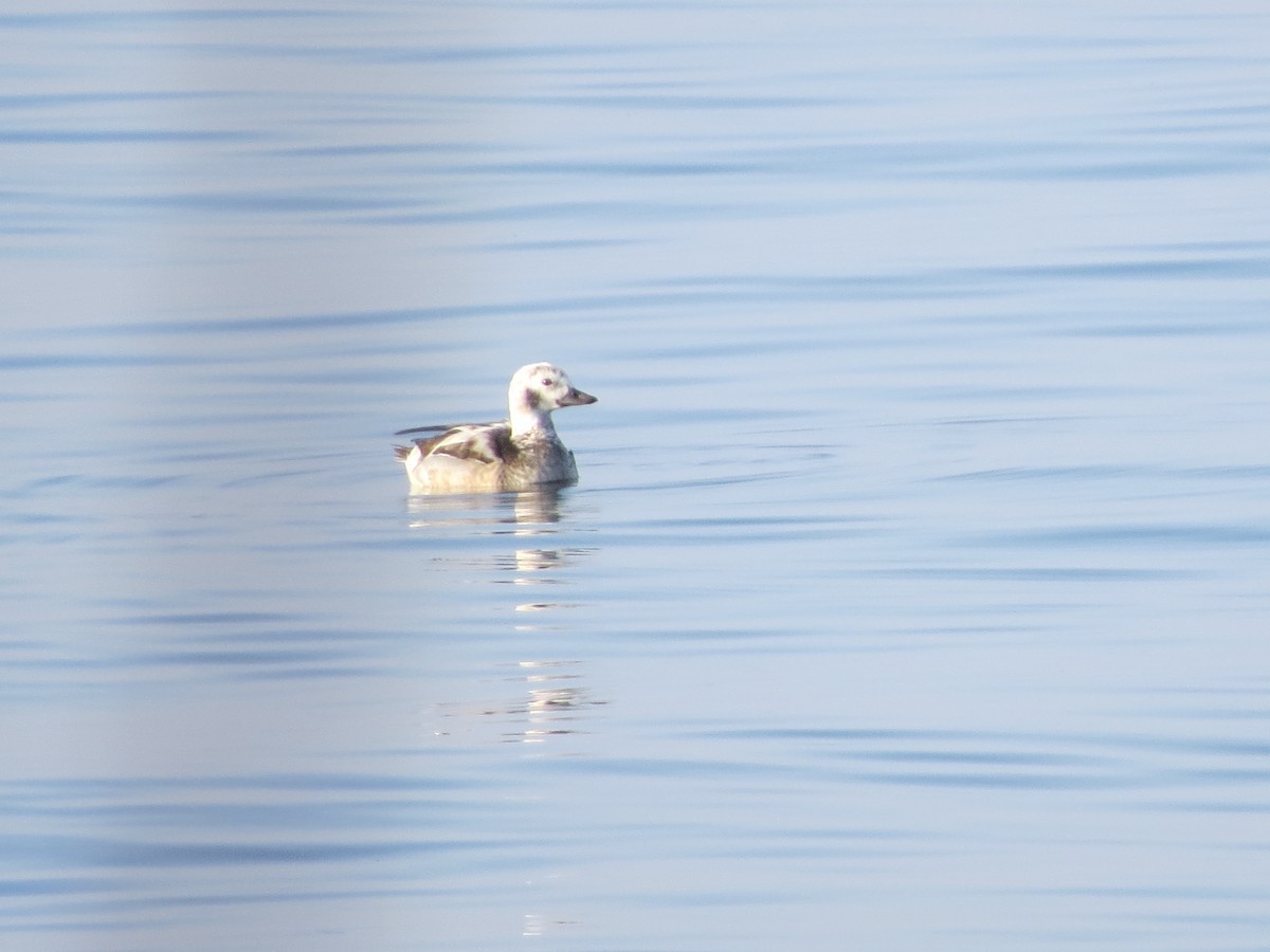 Long-tailed Duck - ML77117551