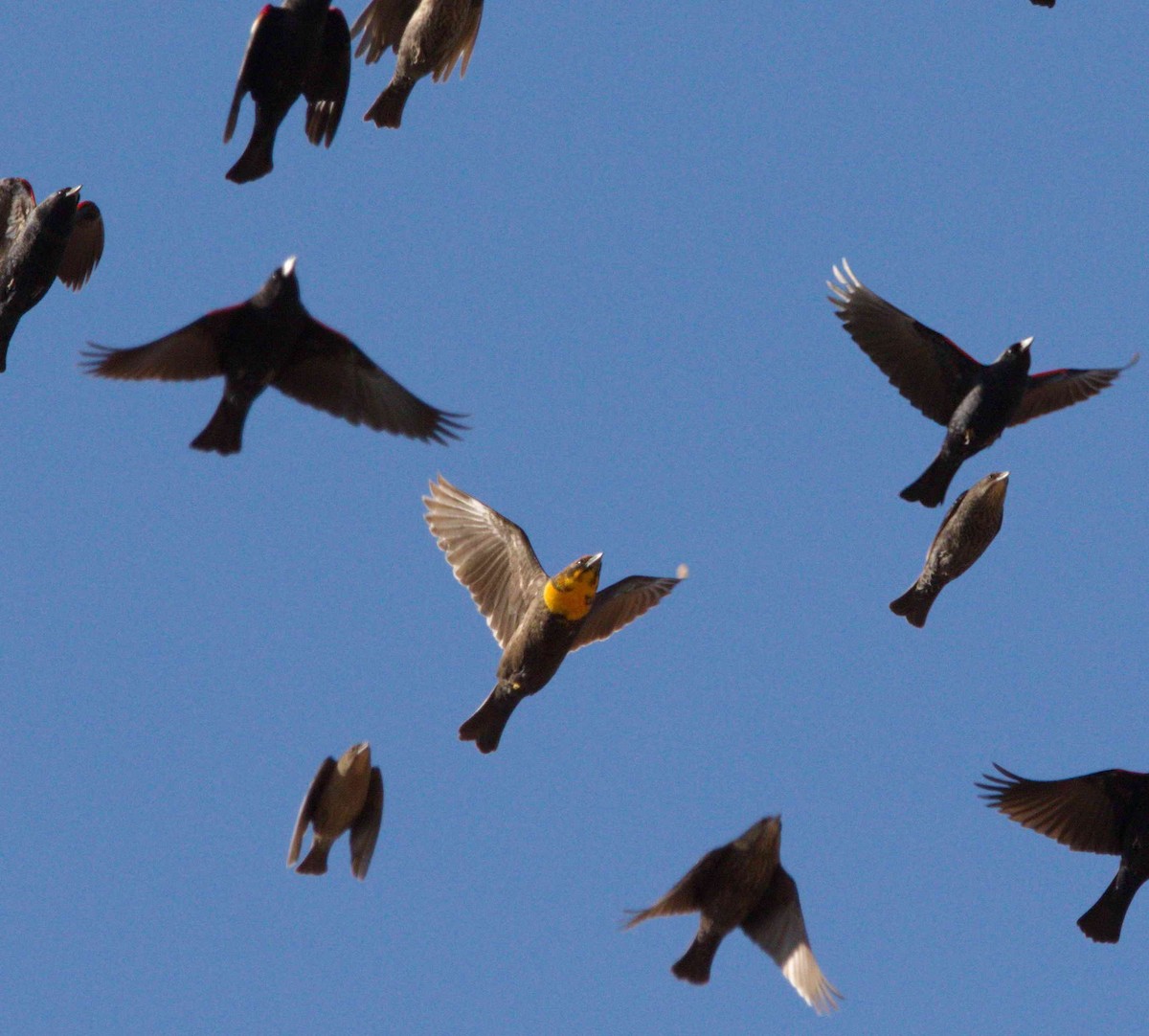 Yellow-headed Blackbird - DAB DAB