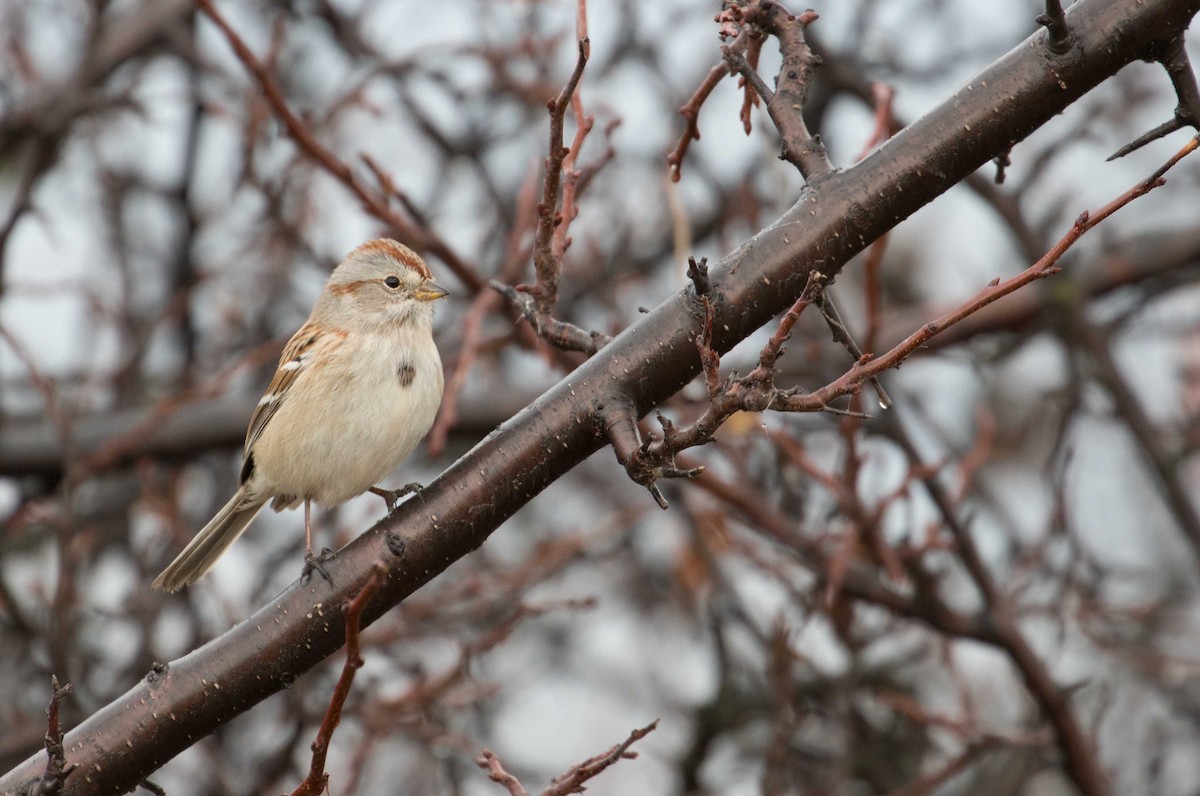 American Tree Sparrow - ML77118811