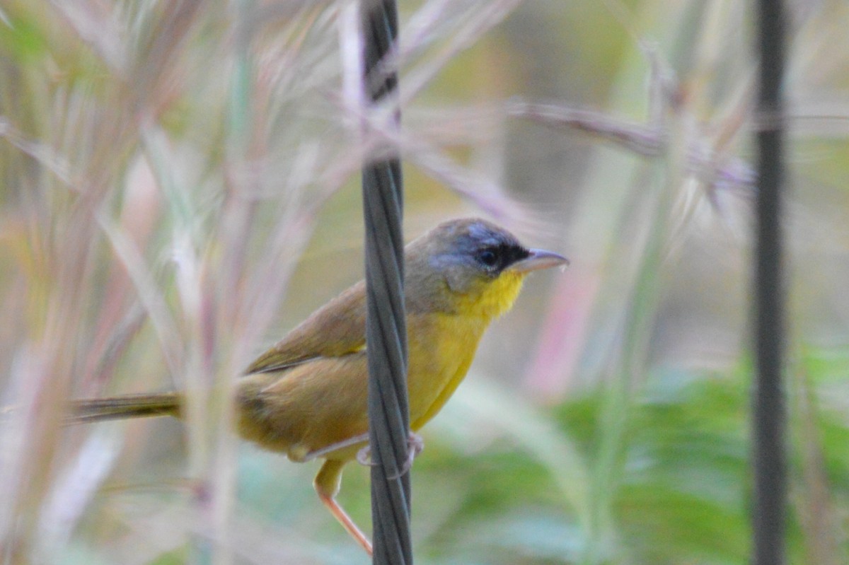 Gray-crowned Yellowthroat - Carlos Mancera (Tuxtla Birding Club)