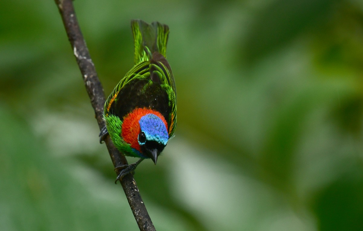 Red-necked Tanager - Luiz Moschini