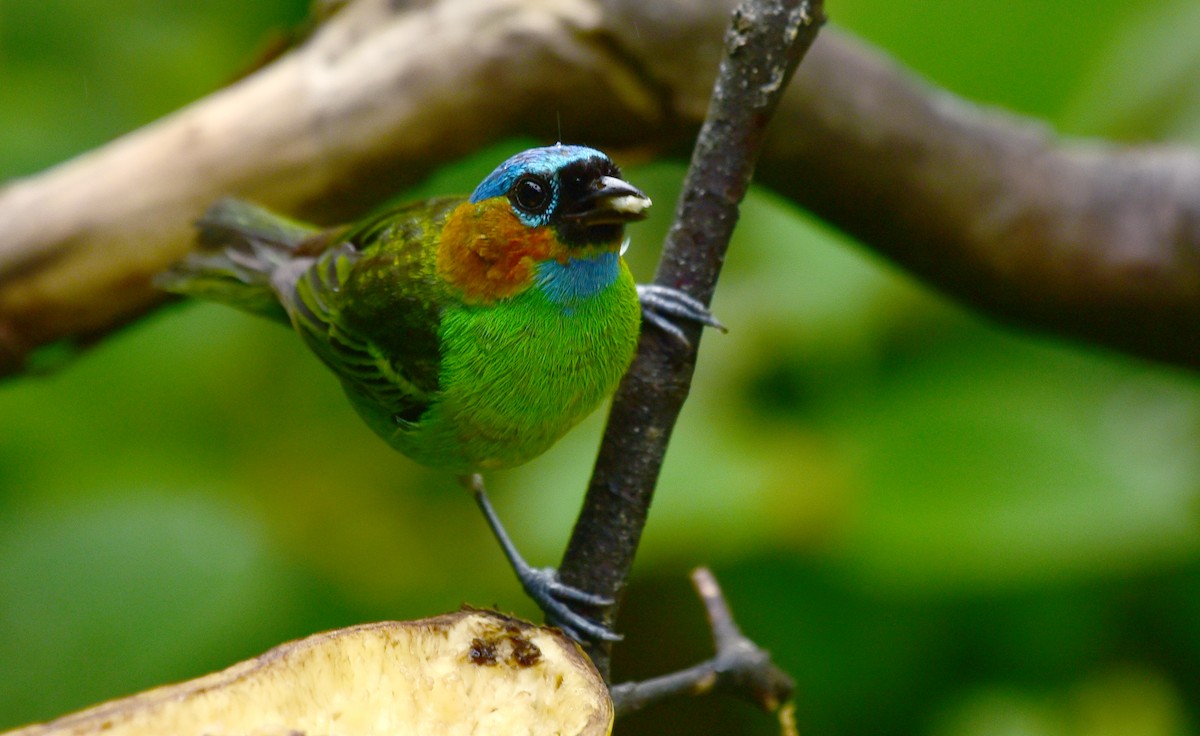 Red-necked Tanager - ML77124471
