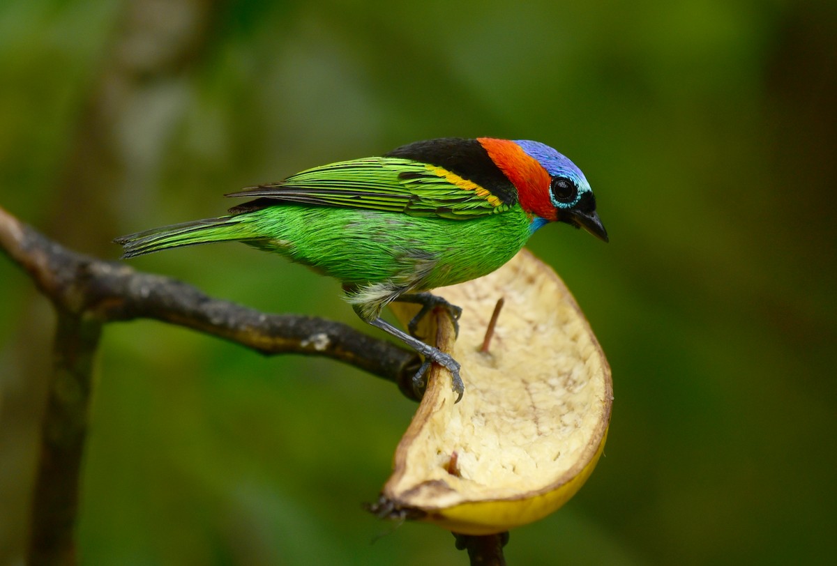 Red-necked Tanager - ML77124671