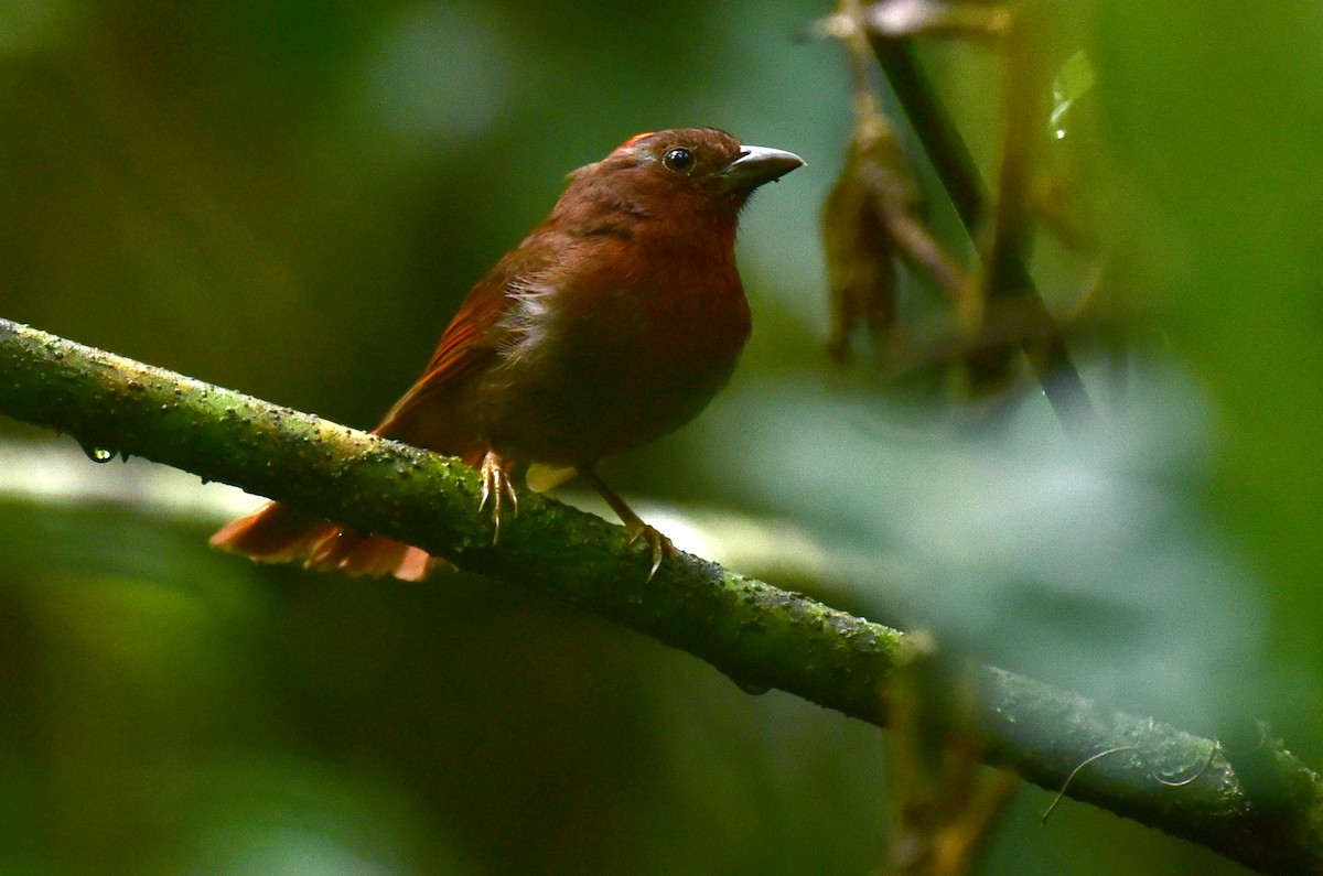 Red-crowned Ant-Tanager - Luiz Moschini