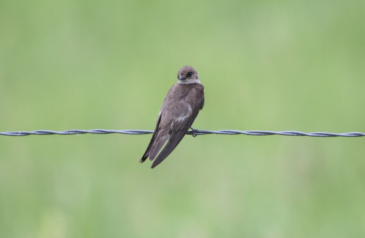 Northern Rough-winged Swallow - Elizabeth Winter